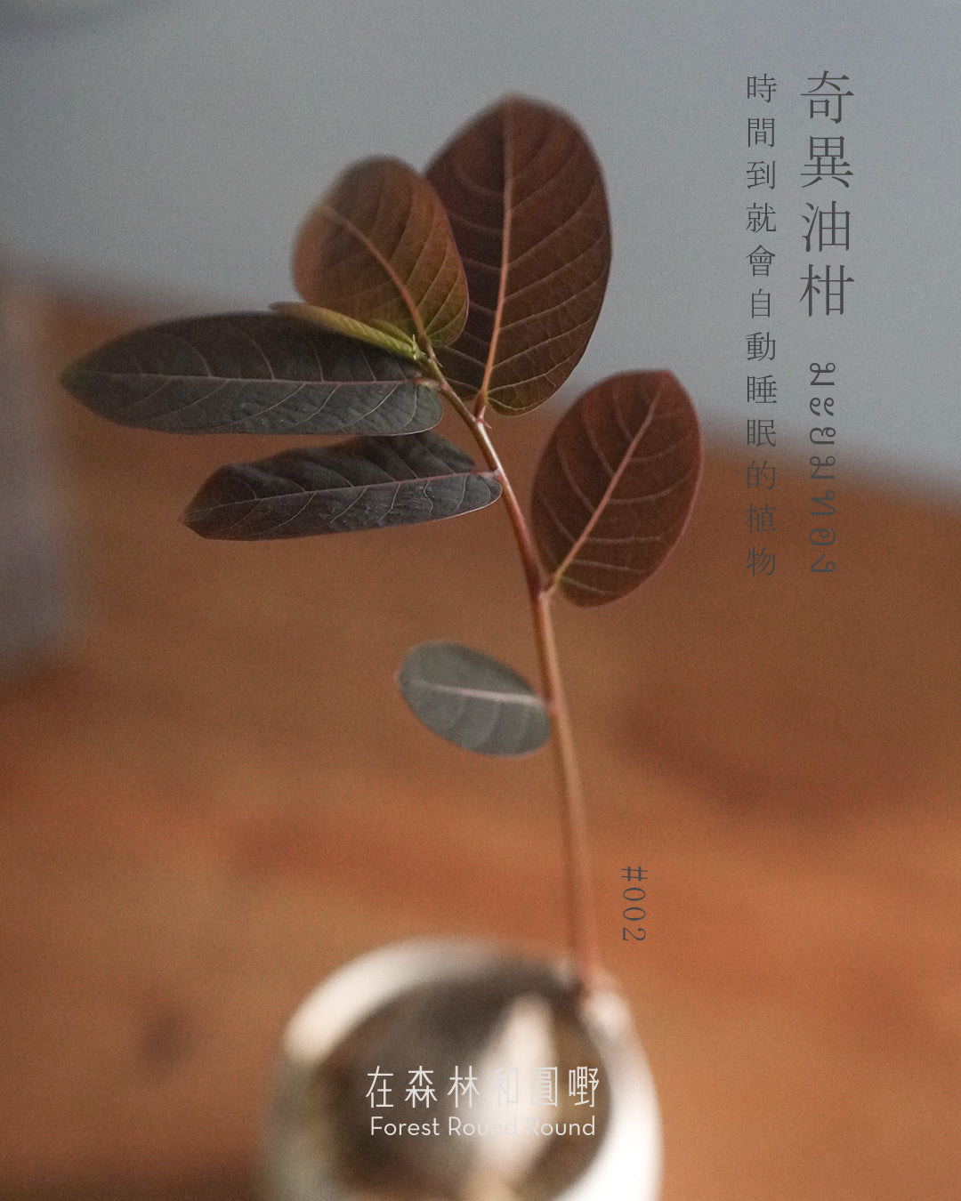 大自然世界裡開合的分寸 ｜奇異油柑 Phyllanthus mirabilis 配 陶藝家全人手制作陶花盆
