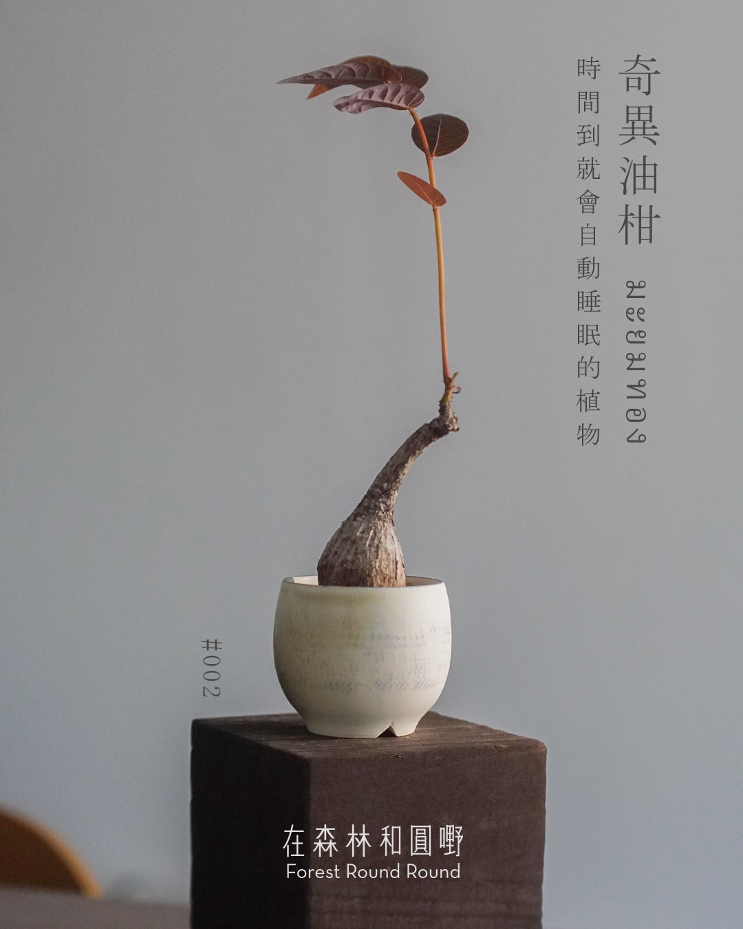 大自然世界裡開合的分寸 ｜奇異油柑 Phyllanthus mirabilis 配 陶藝家全人手制作陶花盆