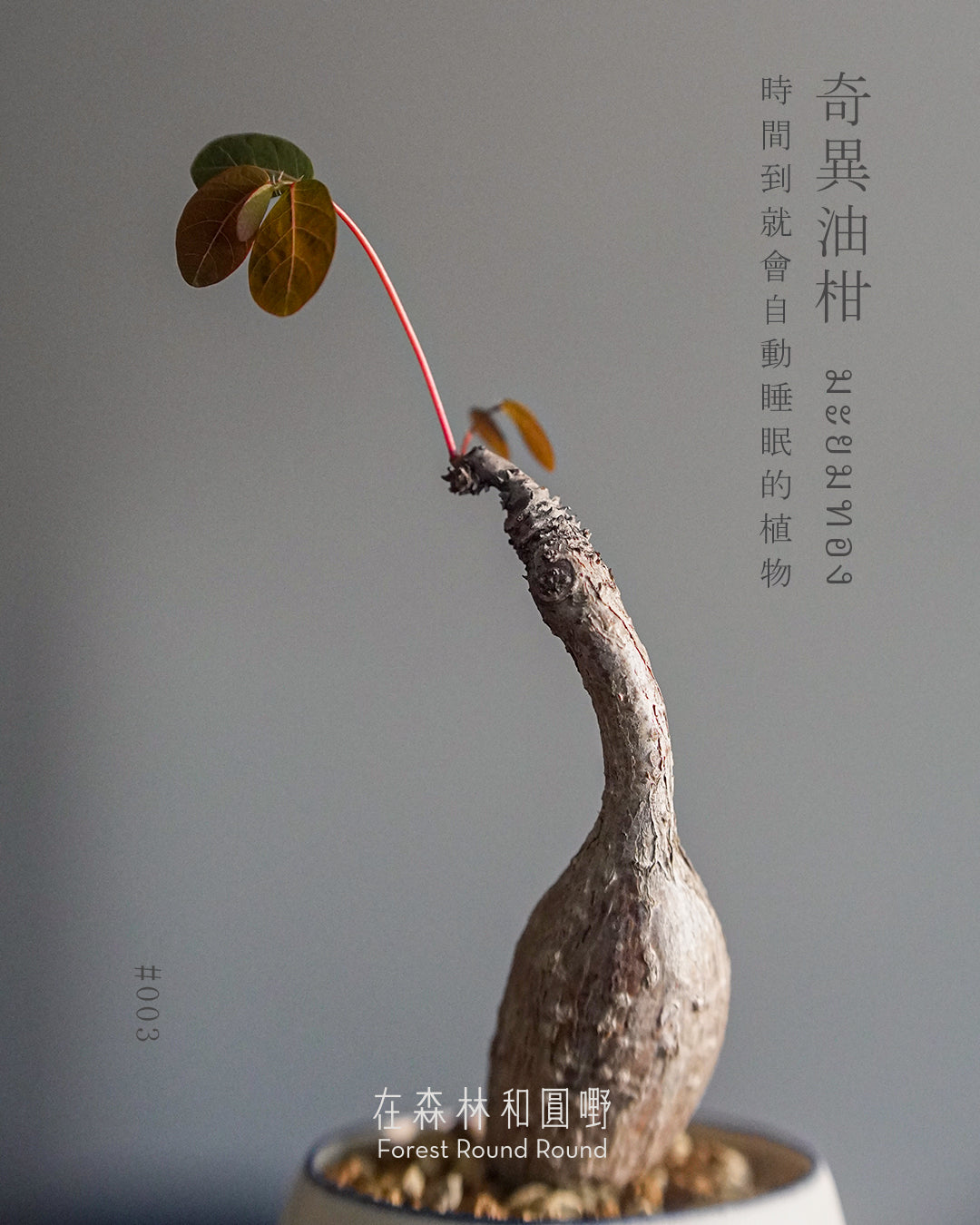 大自然世界裡開合的分寸 ｜奇異油柑 Phyllanthus mirabilis 配 陶藝家全人手制作陶花盆