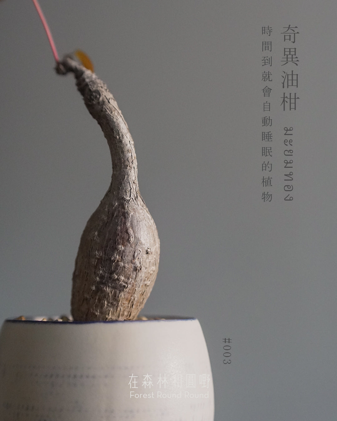 大自然世界裡開合的分寸 ｜奇異油柑 Phyllanthus mirabilis 配 陶藝家全人手制作陶花盆