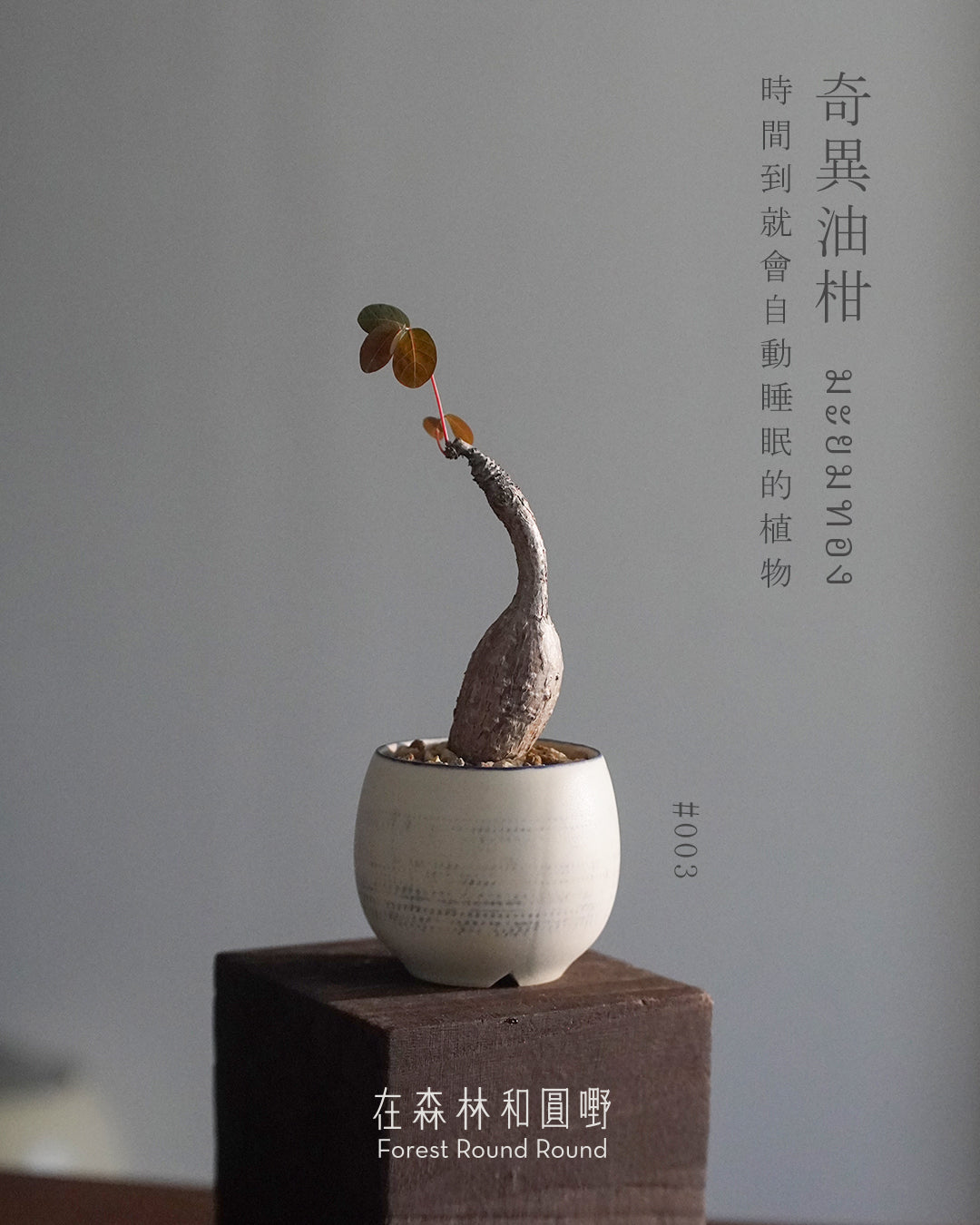 大自然世界裡開合的分寸 ｜奇異油柑 Phyllanthus mirabilis 配 陶藝家全人手制作陶花盆