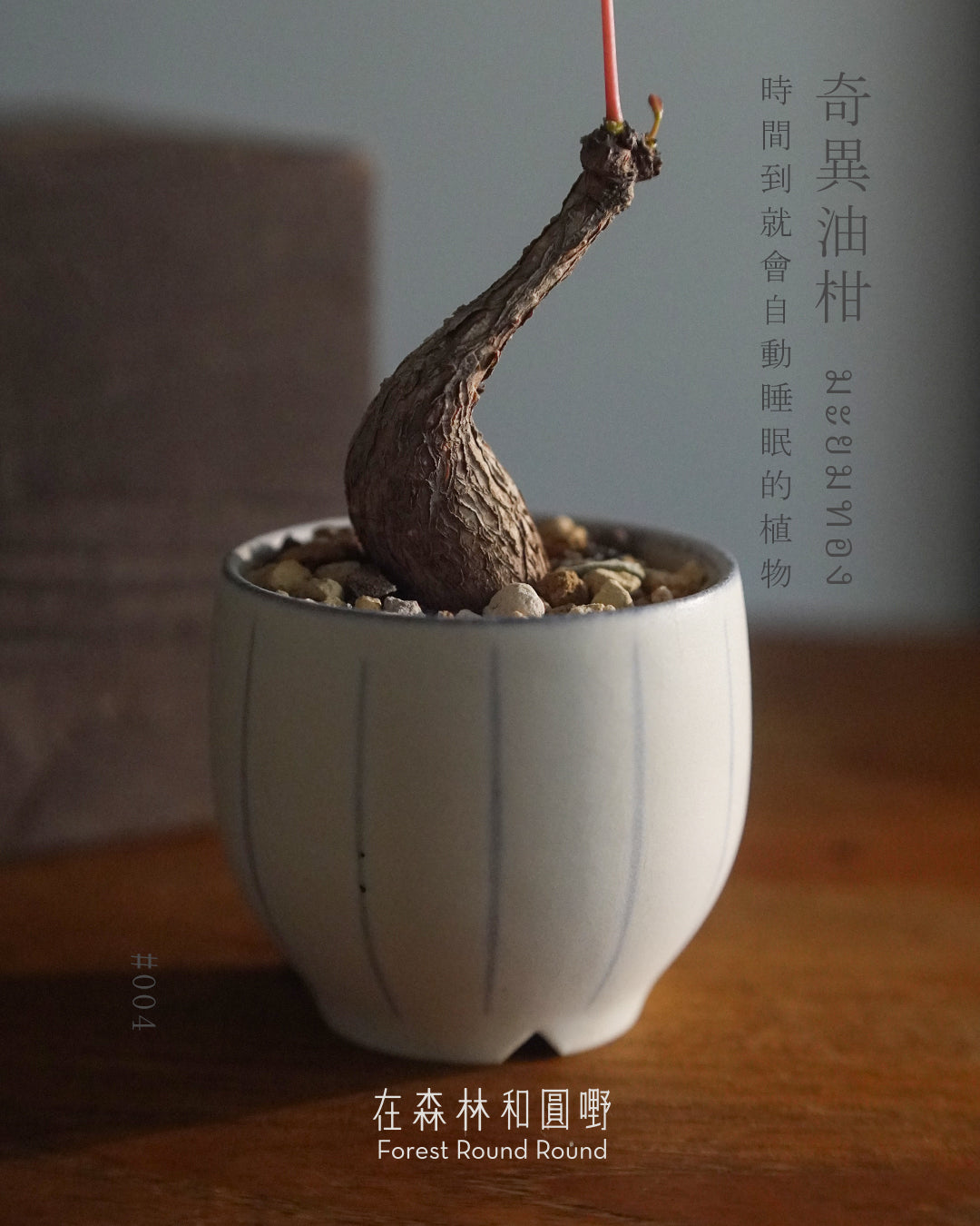 大自然世界裡開合的分寸 ｜奇異油柑 Phyllanthus mirabilis 配 陶藝家全人手制作陶花盆