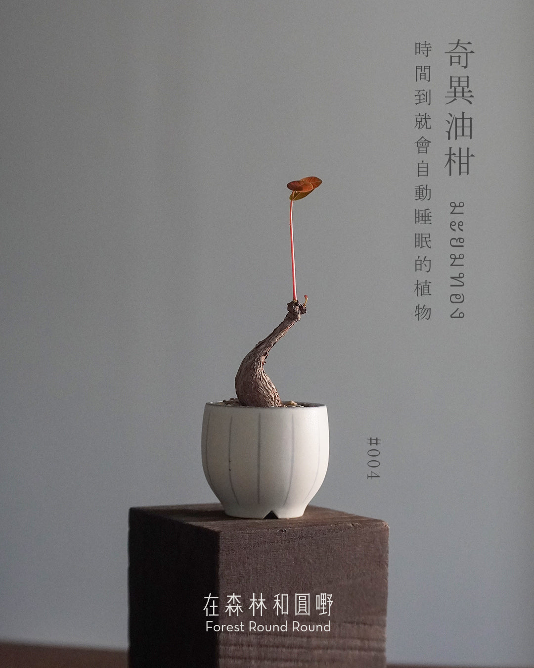 大自然世界裡開合的分寸 ｜奇異油柑 Phyllanthus mirabilis 配 陶藝家全人手制作陶花盆