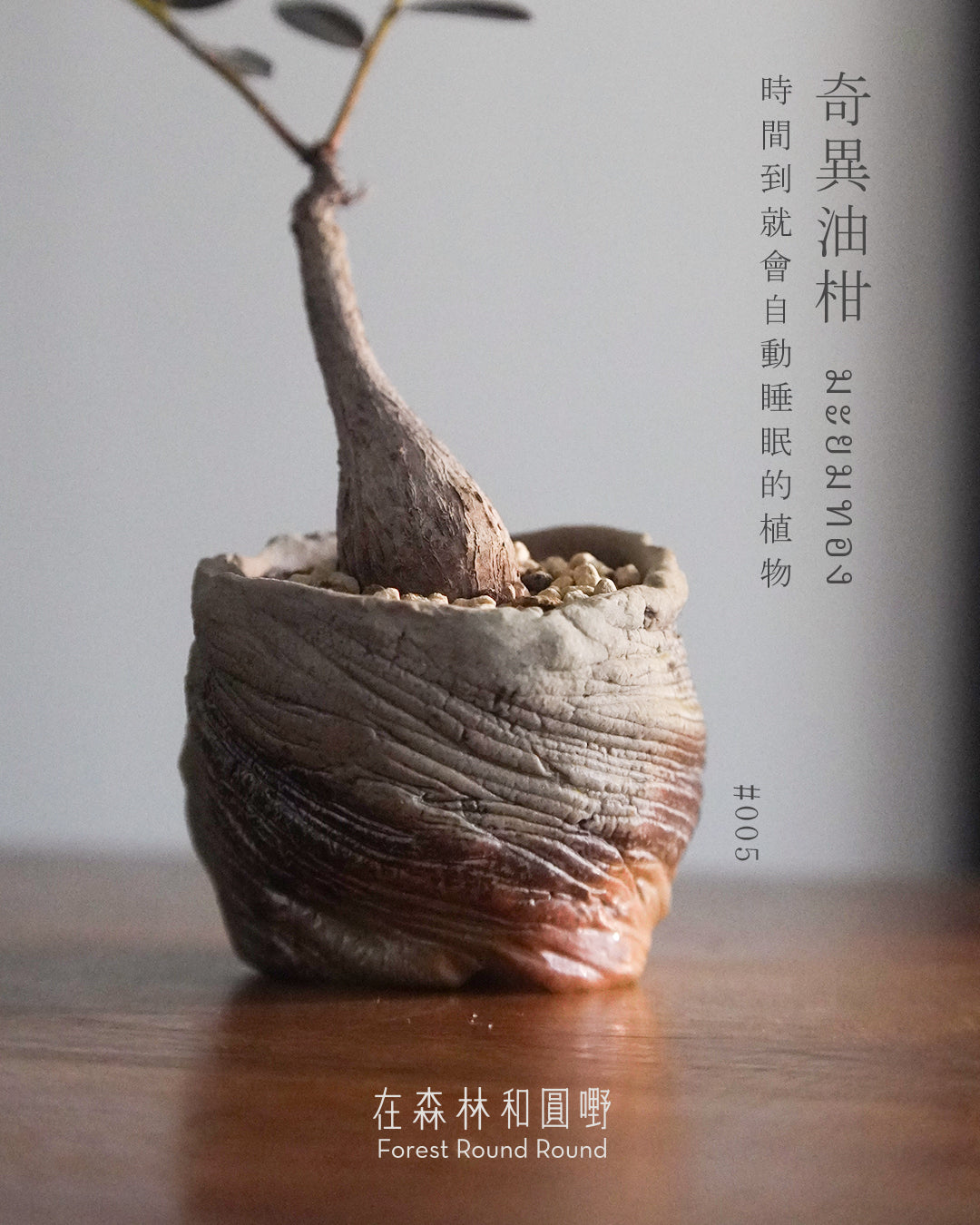 大自然世界裡開合的分寸 ｜奇異油柑 Phyllanthus mirabilis 配 陶藝家全人手制作陶花盆