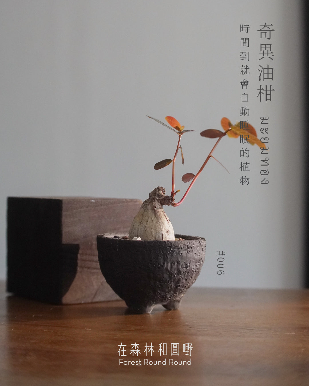 大自然世界裡開合的分寸 ｜奇異油柑 Phyllanthus mirabilis 配 陶藝家全人手制作陶花盆