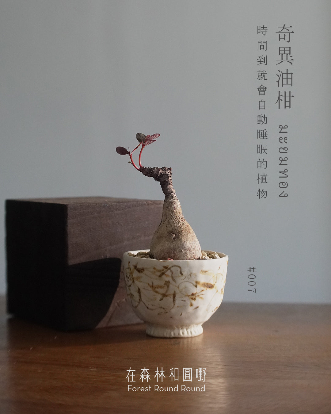 大自然世界裡開合的分寸 ｜奇異油柑 Phyllanthus mirabilis 配 陶藝家全人手制作陶花盆