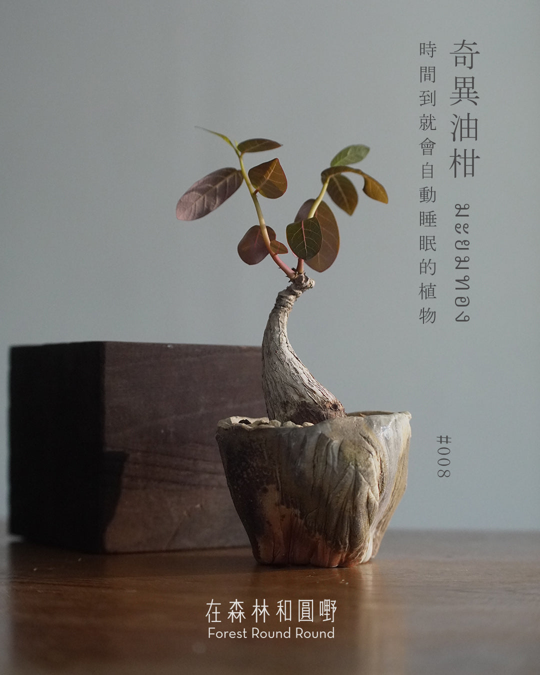 大自然世界裡開合的分寸 ｜奇異油柑 Phyllanthus mirabilis 配 陶藝家全人手制作陶花盆