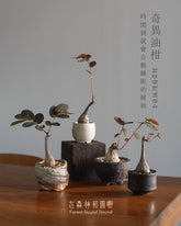 大自然世界裡開合的分寸 ｜奇異油柑 Phyllanthus mirabilis 配 陶藝家全人手制作陶花盆