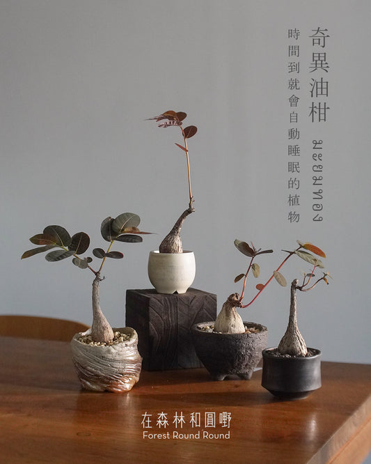 大自然世界裡開合的分寸 ｜奇異油柑 Phyllanthus mirabilis 配 陶藝家全人手制作陶花盆