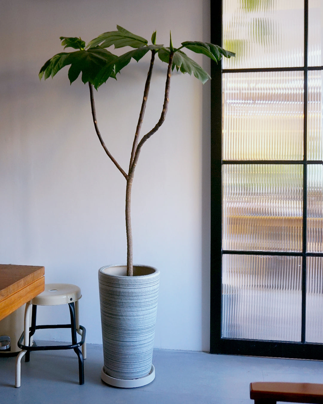 不會令你長胖的「麵包」樹 -02 ( XLarge) |  Breadfruit Tree  太平洋麵包樹  Artocarpus altilis  [包指定地區送貨*］