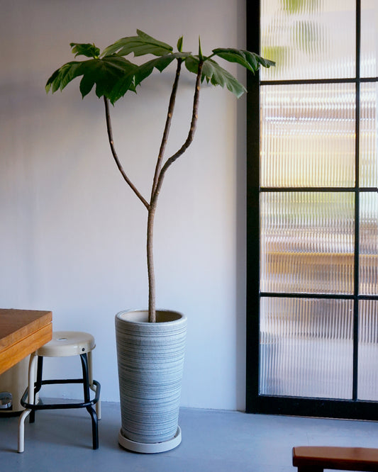 不會令你長胖的「麵包」樹 -02 ( XLarge) |  Breadfruit Tree  太平洋麵包樹  Artocarpus altilis  [包指定地區送貨*］