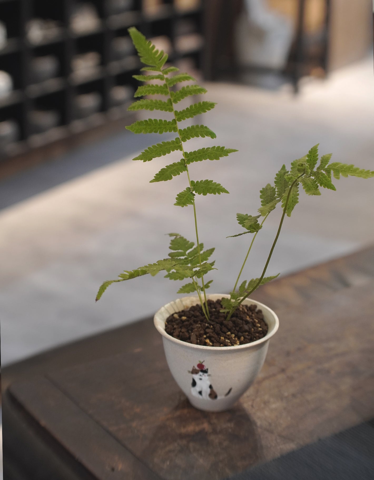 蘋果 貓 與蕨｜華南毛蕨 Christella parasitica , CUBBIE SO