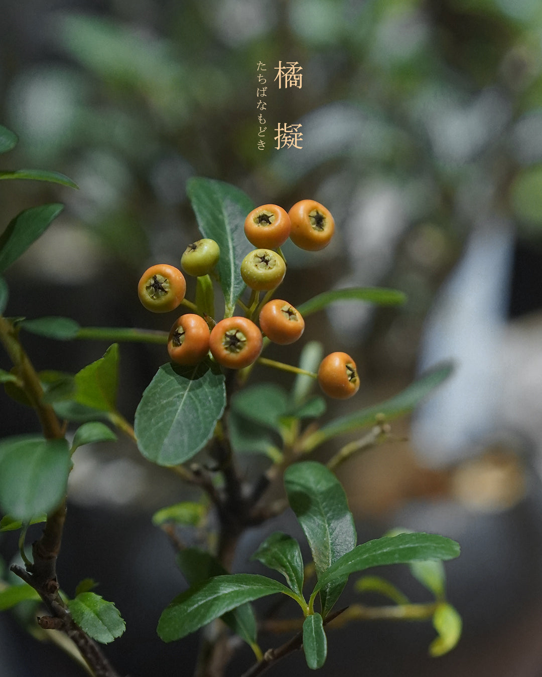 碩果纍纍的 橘擬 - 001 | 橘擬 たちばなもどき , YEH YEH