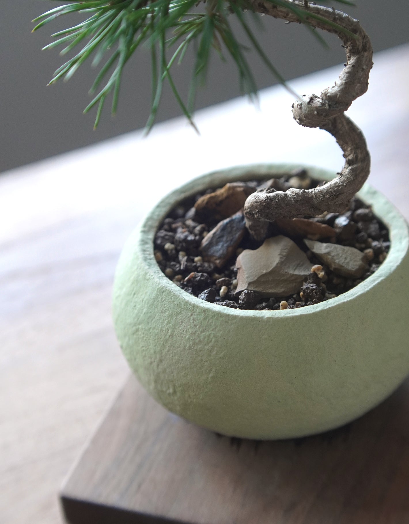 長在草餅上的黑松 ｜黑松 Pinus thunbergii , Yann Cheng