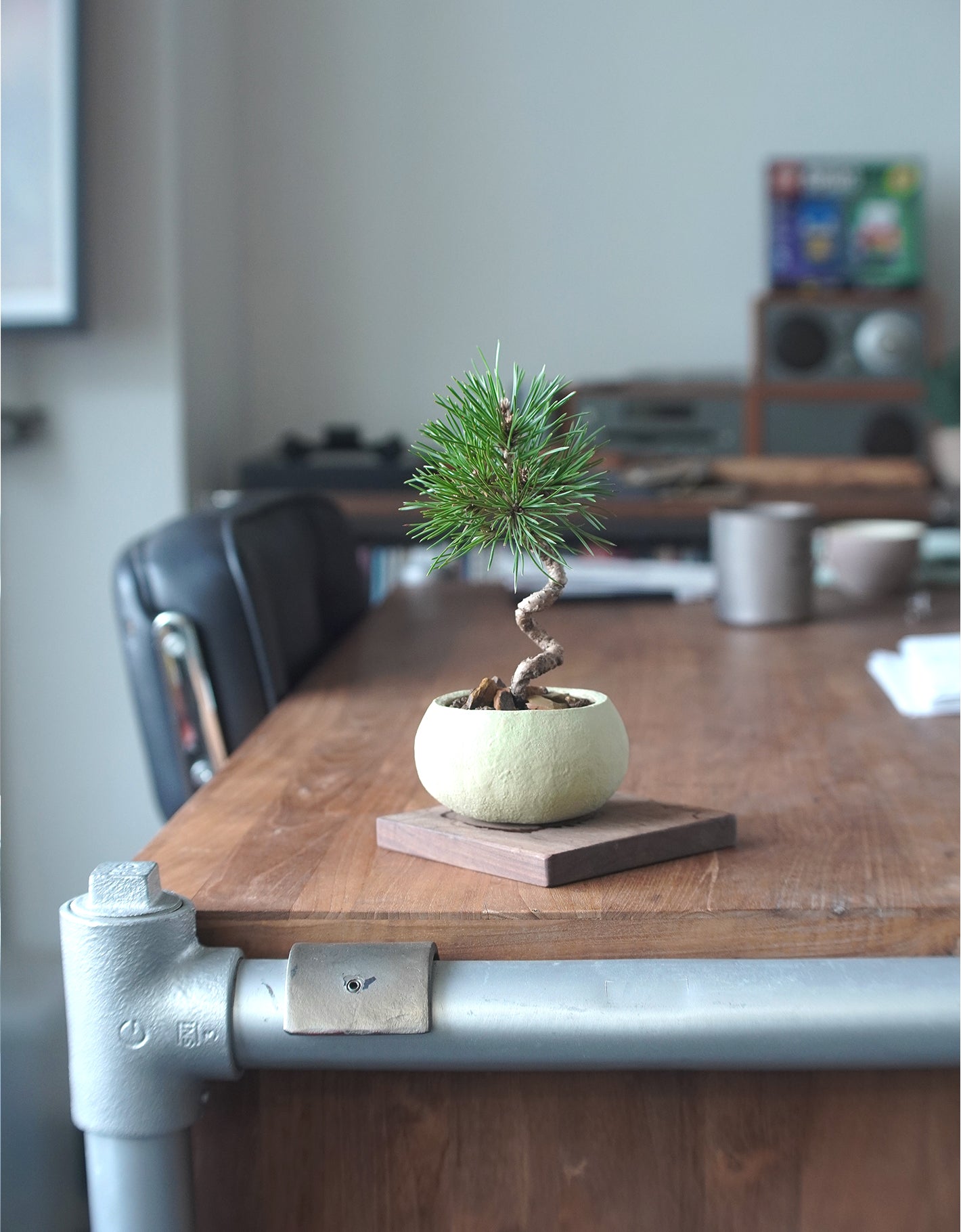 長在草餅上的黑松 ｜黑松 Pinus thunbergii , Yann Cheng