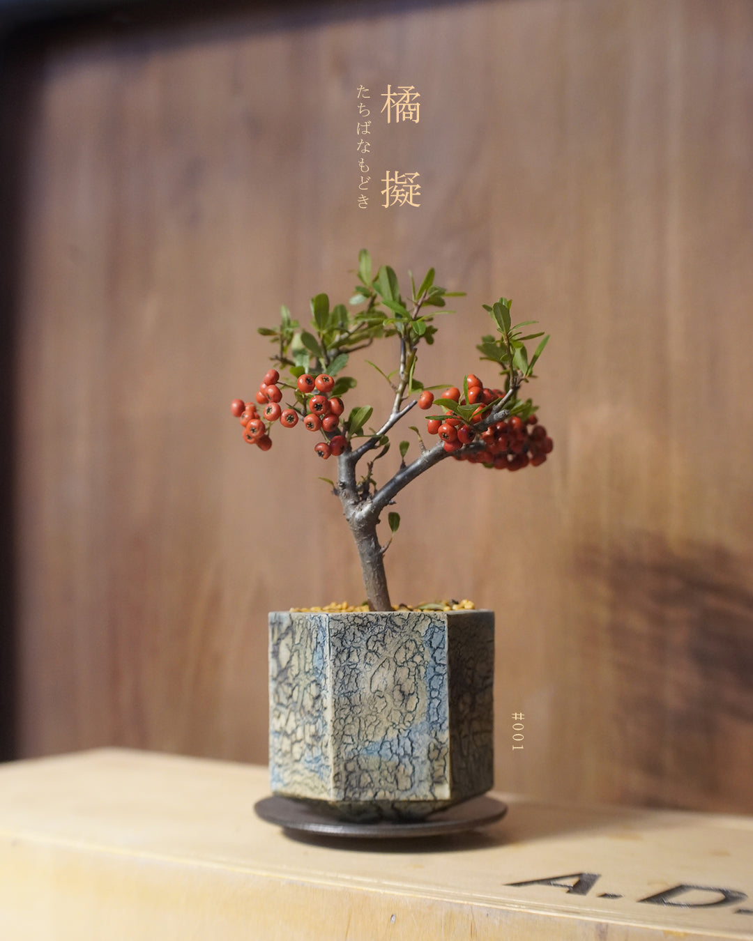 碩果纍纍的 橘擬 - 001 | 橘擬 たちばなもどき , YEH YEH