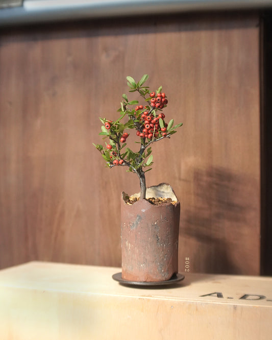 碩果纍纍的 橘擬 - 002 | 橘擬 たちばなもどき  , MAY LOO