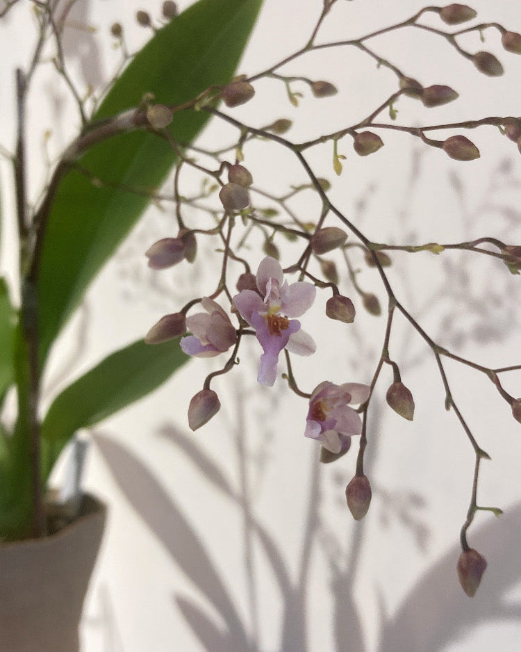 一朶朶快要爆花的 文心蘭  |  Oncidium spp.  粉紅夢香 迷你文心蘭 , IVAN YUNG
