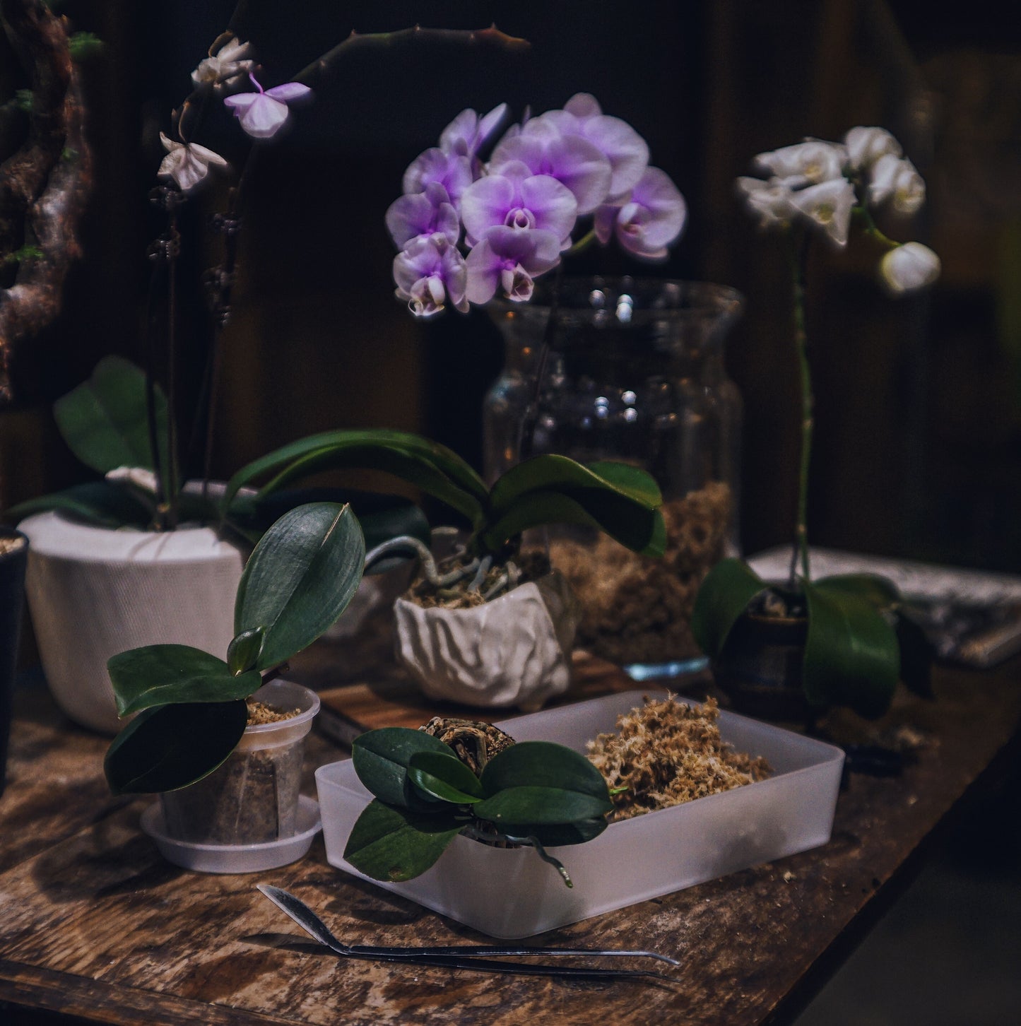 蘭花復種工作坊 Orchid Matters Workshop