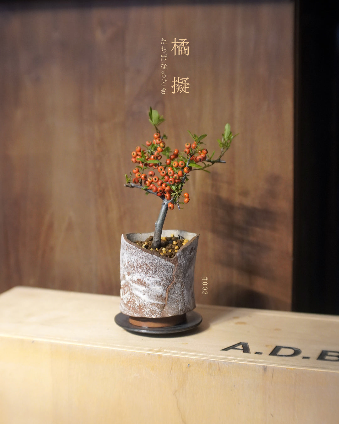 碩果纍纍的 橘擬 - 003 | 橘擬 たちばなもどき  , MAY LOO