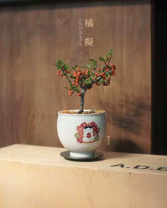 碩果纍纍的 橘擬 - 004 | 橘擬 たちばなもどき , CUBBIE SO