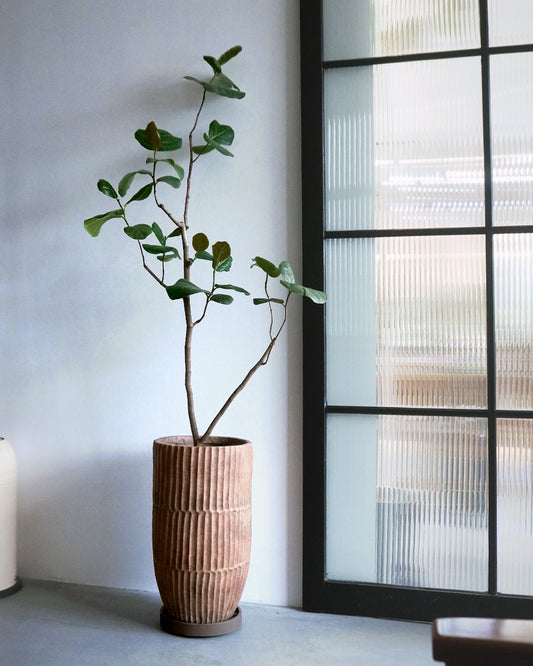 海葡萄樹 ハマベブドウ(浜辺葡萄) Coccoloba uvifera [包指定地區送貨*］