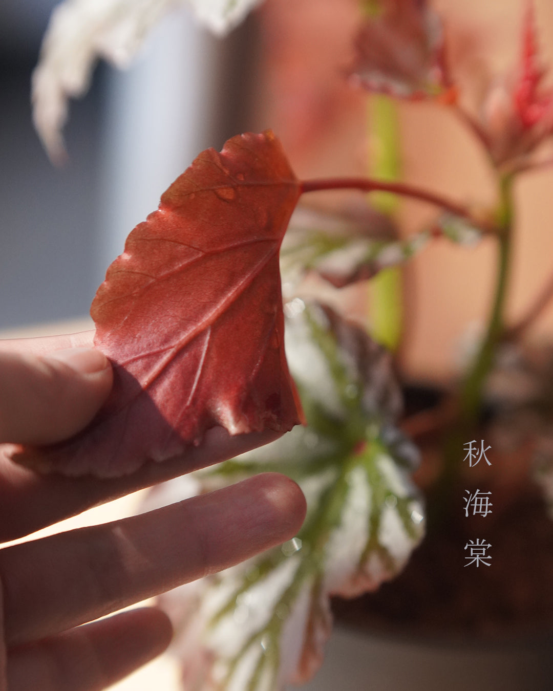 質感與色彩兼備的植物 - 001 | Begonia 'Highway'  海威 秋海棠 , HIDEAKI NUMANO 沼野秀章