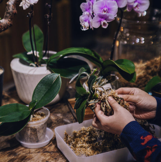 蘭花復種工作坊 Orchid Matters Workshop