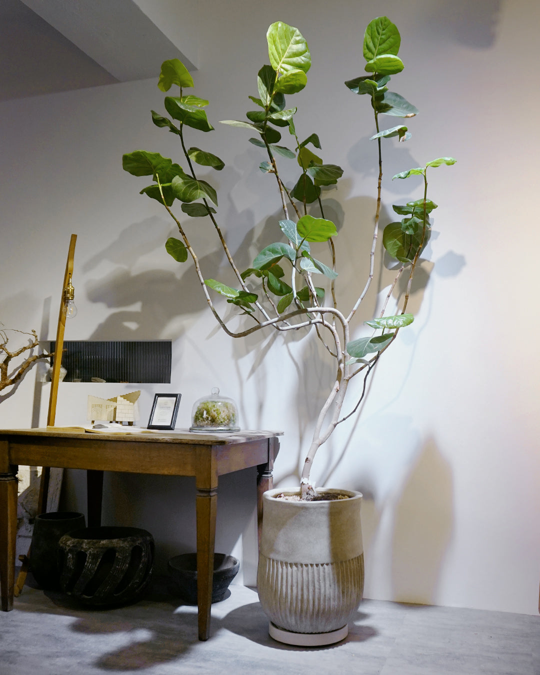 [ 2米高 ] 海葡萄樹  ハマベブドウ(浜辺葡萄) Coccoloba uvifera [包指定地區送貨*］