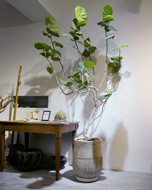 [ 2米高 ] 海葡萄樹  ハマベブドウ(浜辺葡萄) Coccoloba uvifera [包指定地區送貨*］