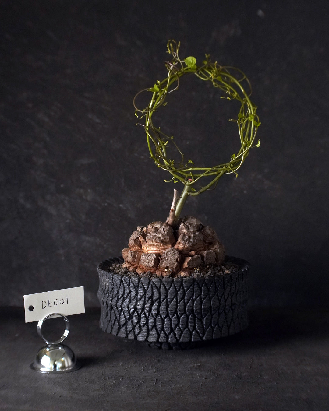 裂縫中的攀爬者  DE001 ｜ 南非龜甲龍 Dioscorea  elephantipes  , 沖誠  Bark 笠間焼 植木鉢