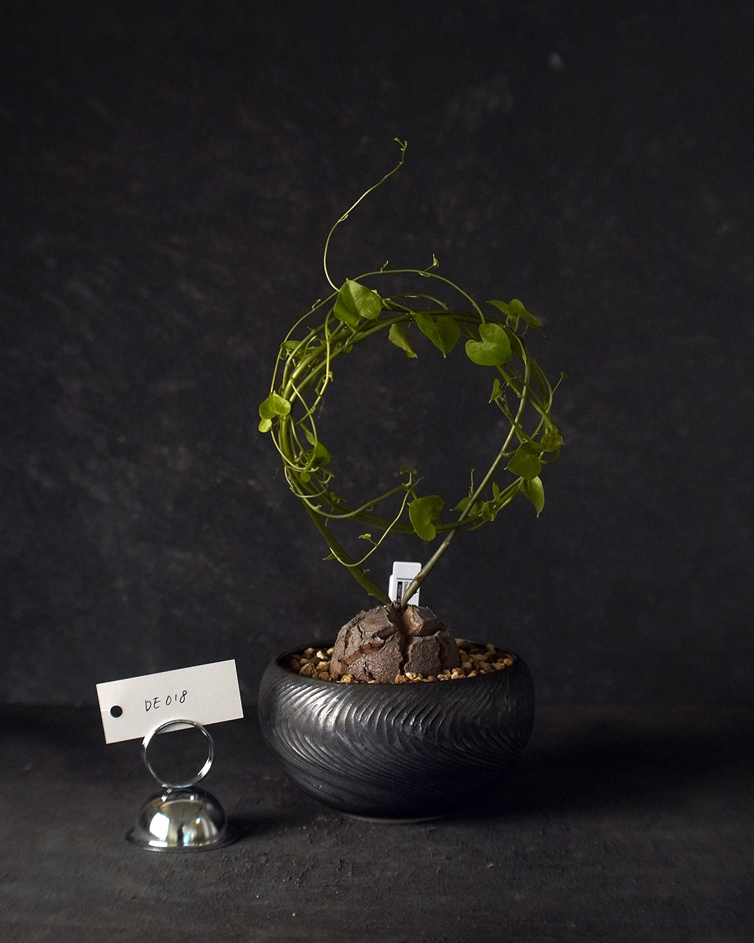 裂縫中的攀爬者  DE018 ｜ 南非龜甲龍 Dioscorea  elephantipes , VINCENT LAW