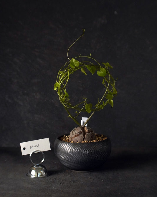 裂縫中的攀爬者  DE018 ｜ 南非龜甲龍 Dioscorea  elephantipes , VINCENT LAW