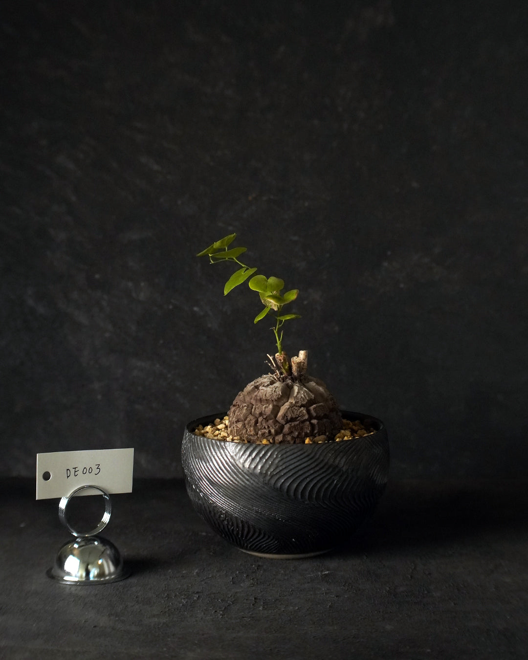 裂縫中的攀爬者  DE003 ｜ 南非龜甲龍 Dioscorea  elephantipes  , VINCENT LAW 植木鉢