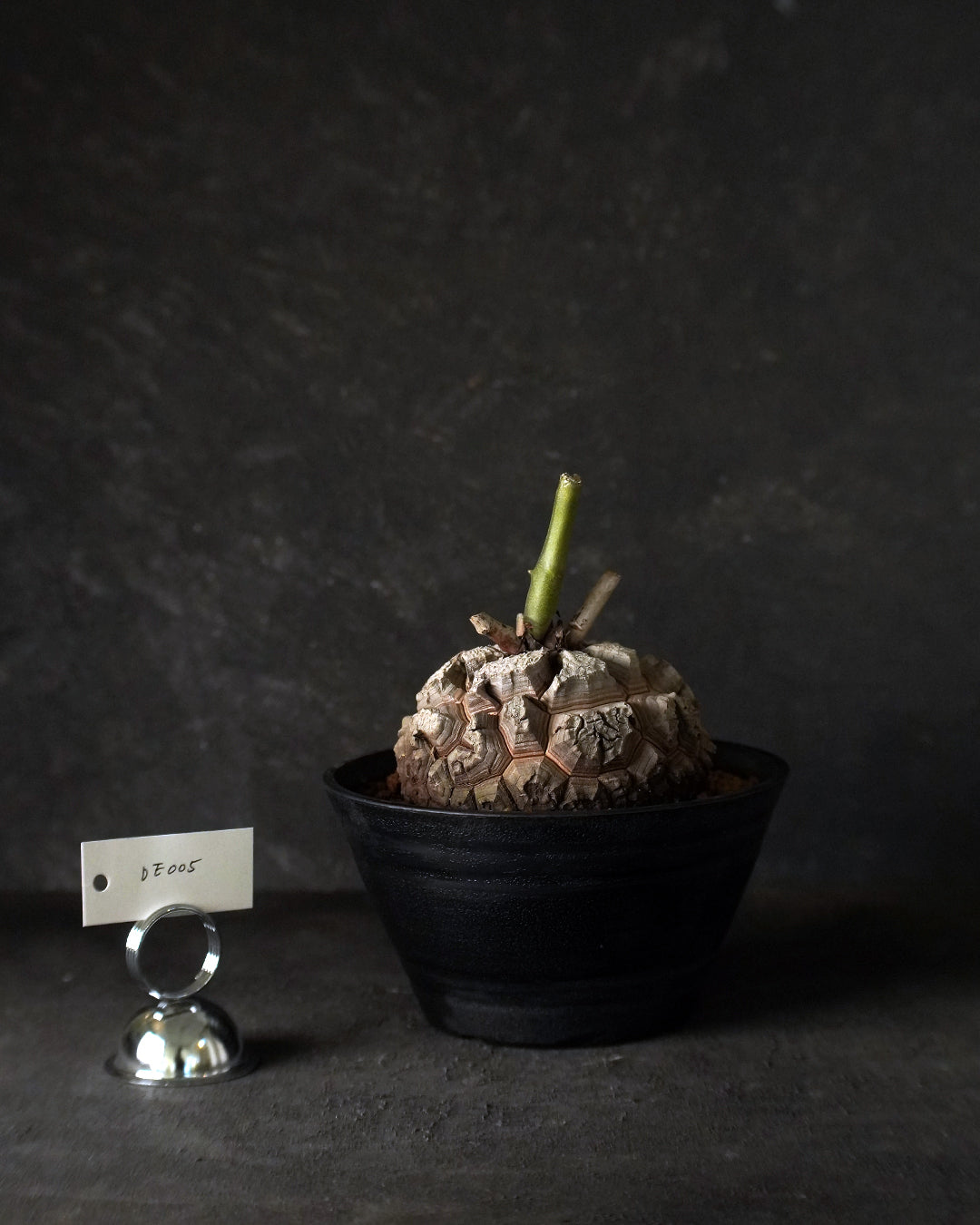 裂縫中的攀爬者  DE005 ｜ 南非龜甲龍 Dioscorea  elephantipes