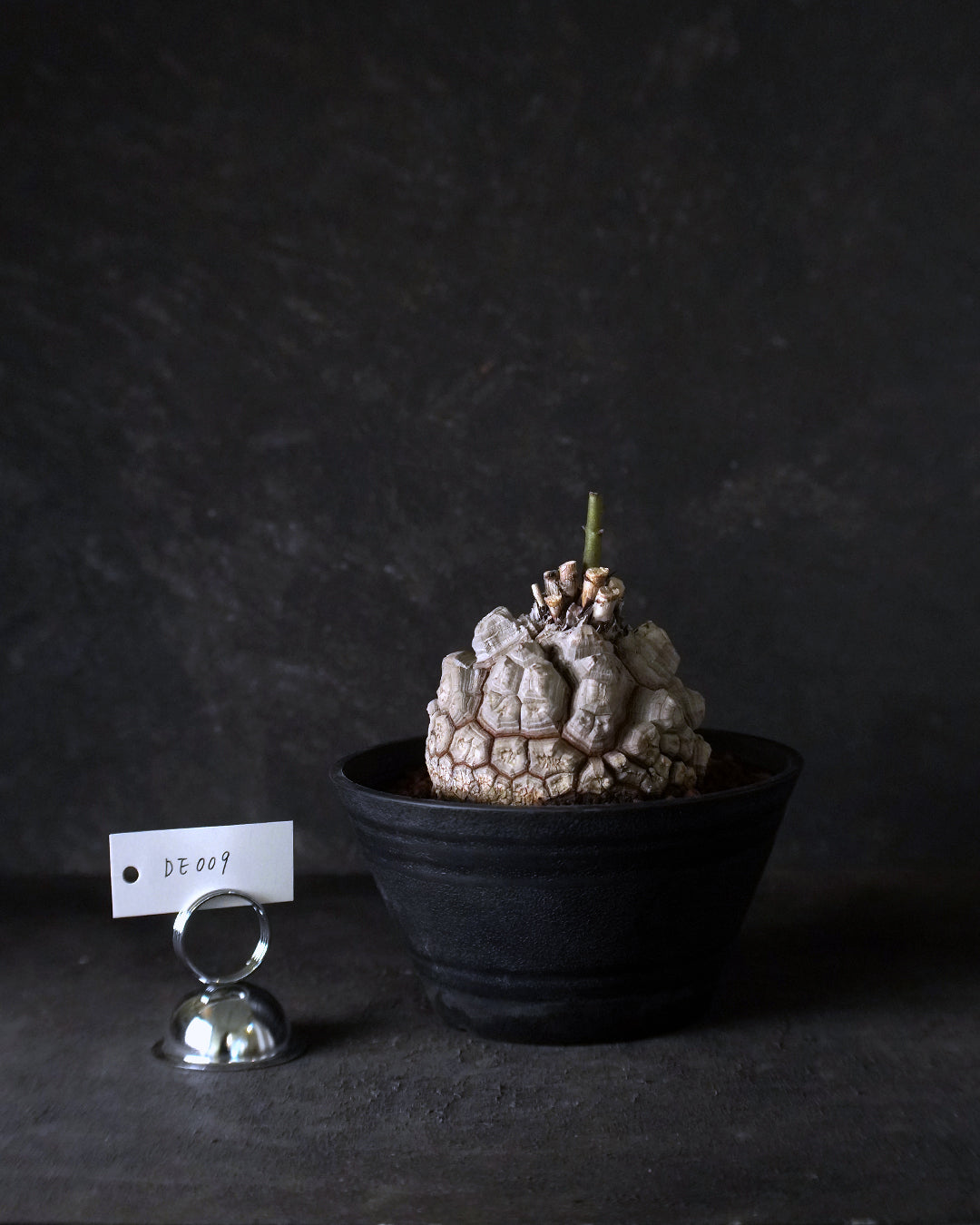 裂縫中的攀爬者  DE009 ｜ 南非龜甲龍 Dioscorea  elephantipes