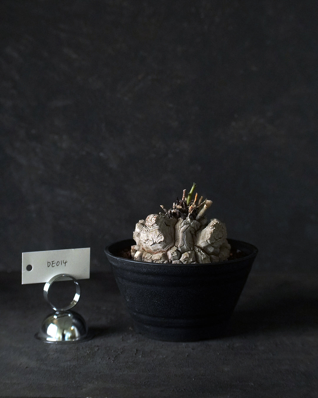 裂縫中的攀爬者  DE014 ｜ 南非龜甲龍 Dioscorea  elephantipes