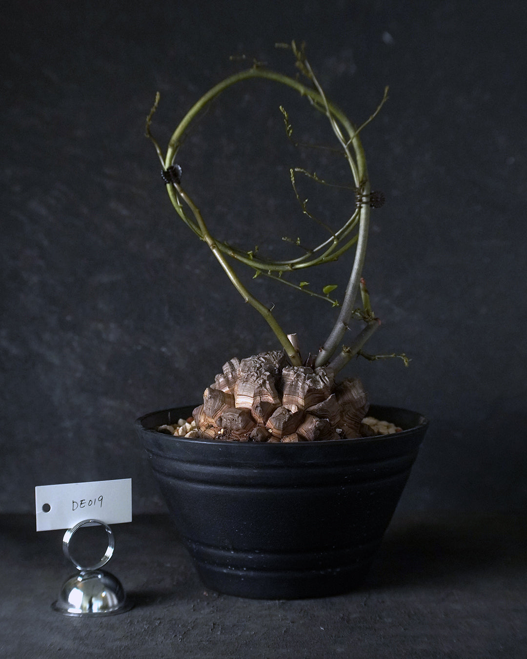 裂縫中的攀爬者  DE019 ｜ 南非龜甲龍 Dioscorea  elephantipes