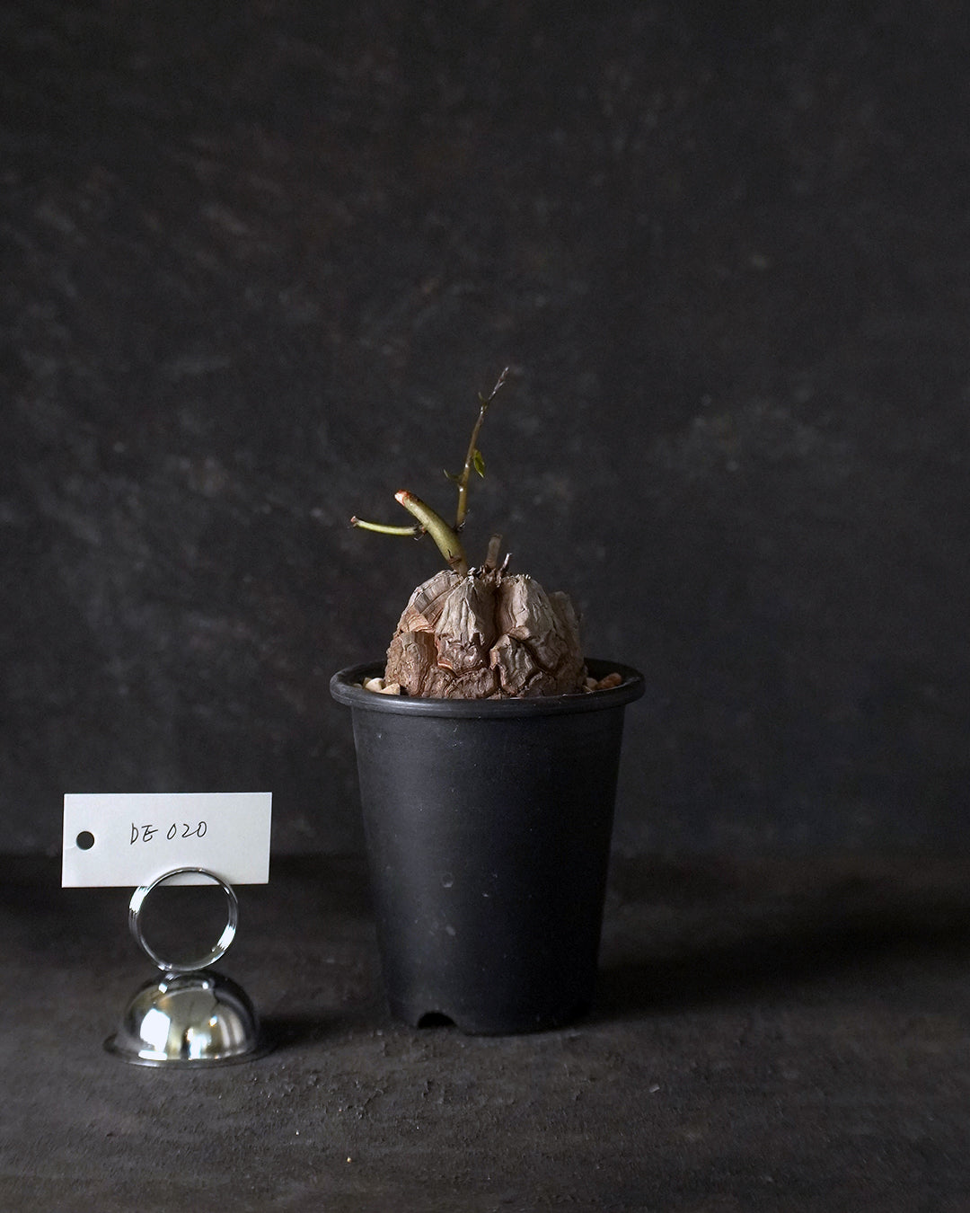 裂縫中的攀爬者  DE020 ｜ 南非龜甲龍 Dioscorea  elephantipes
