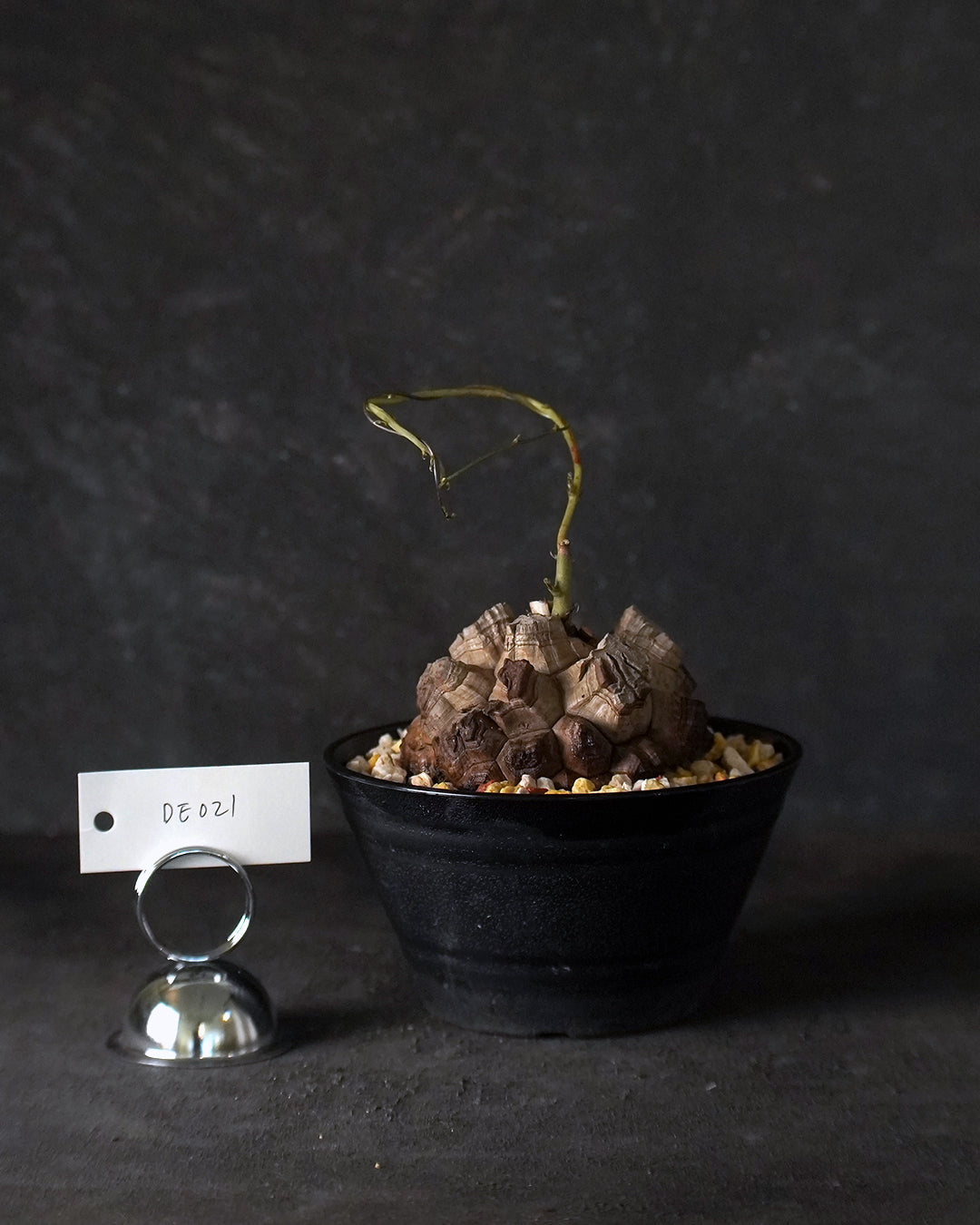裂縫中的攀爬者  DE021 ｜ 南非龜甲龍 Dioscorea  elephantipes