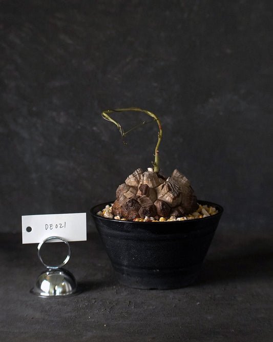 裂縫中的攀爬者  DE021 ｜ 南非龜甲龍 Dioscorea  elephantipes