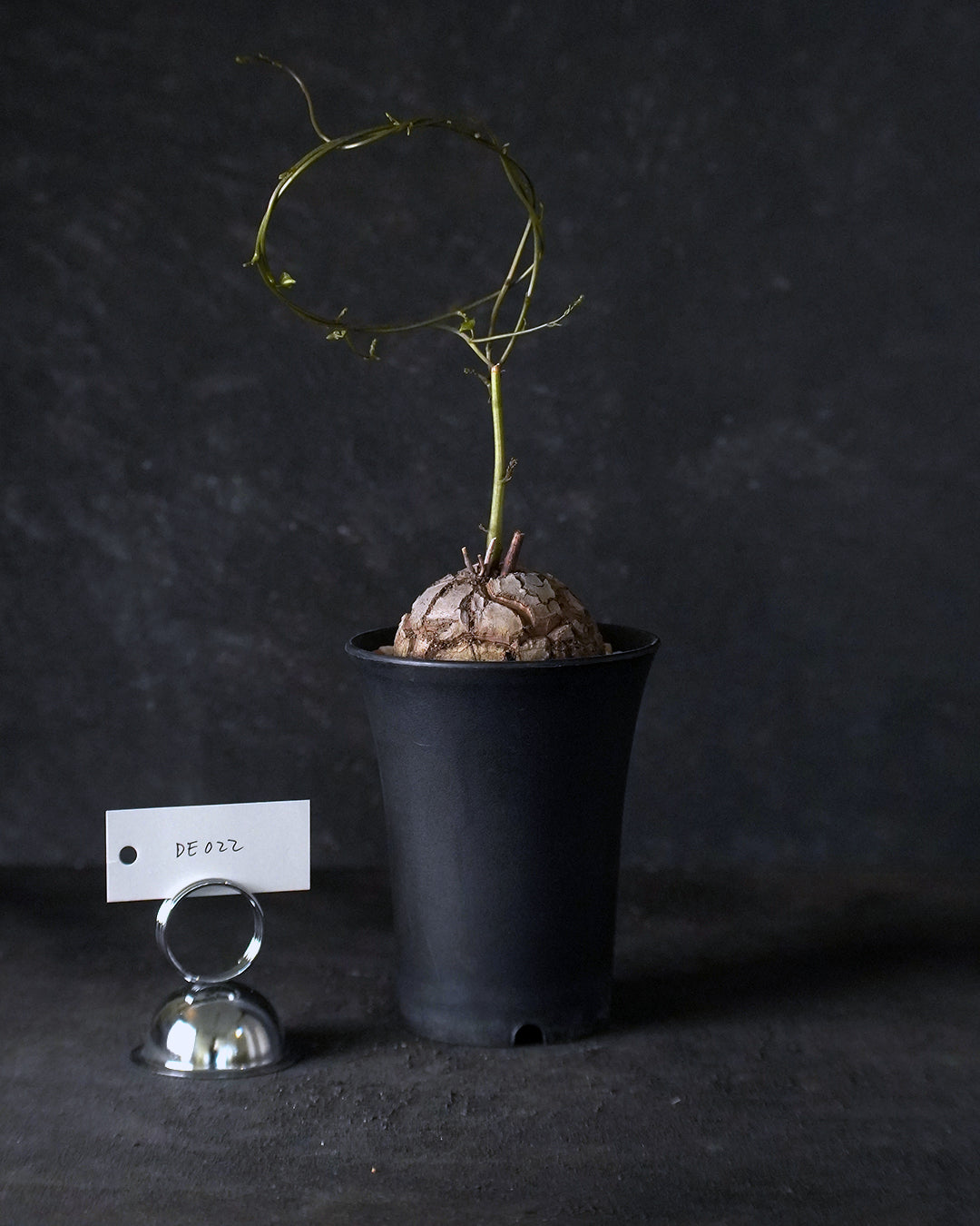 裂縫中的攀爬者  DE022 ｜ 南非龜甲龍 Dioscorea  elephantipes