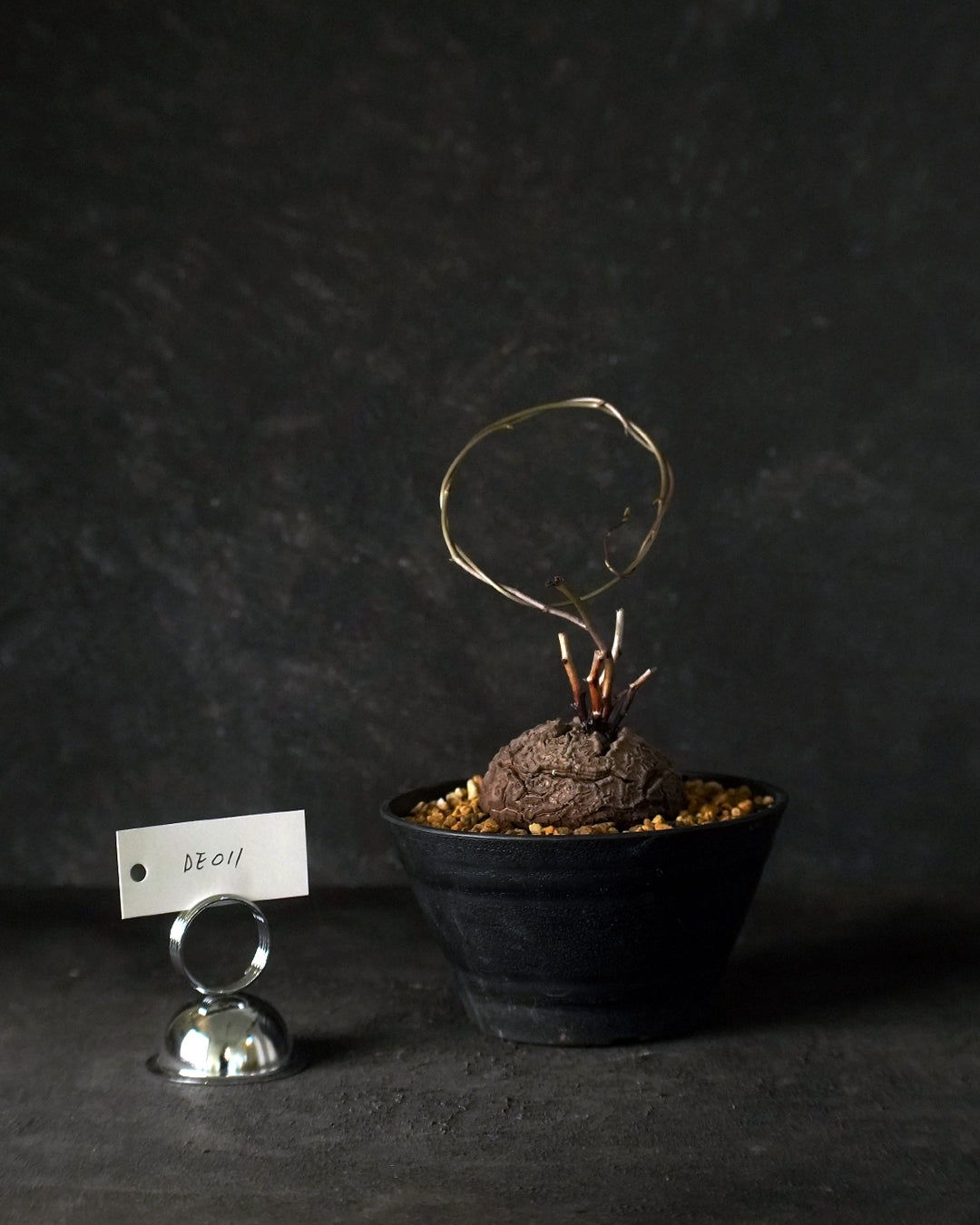 裂縫中的攀爬者  DE011 ｜ 南非龜甲龍 Dioscorea  elephantipes