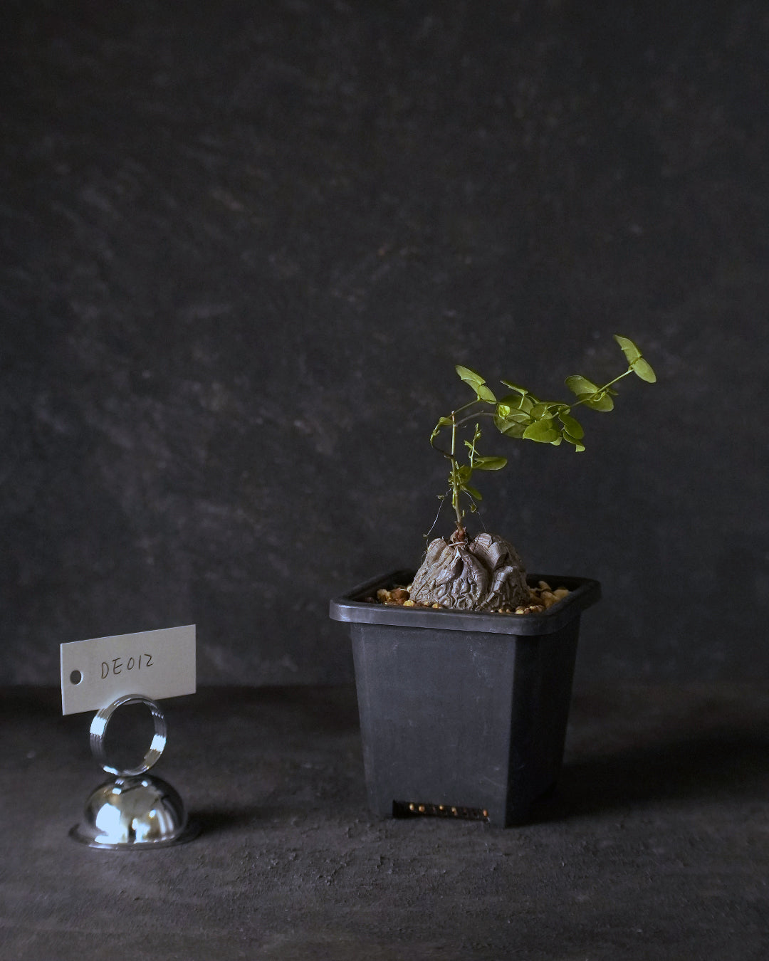 裂縫中的攀爬者  DE012 ｜ 南非龜甲龍 Dioscorea  elephantipes