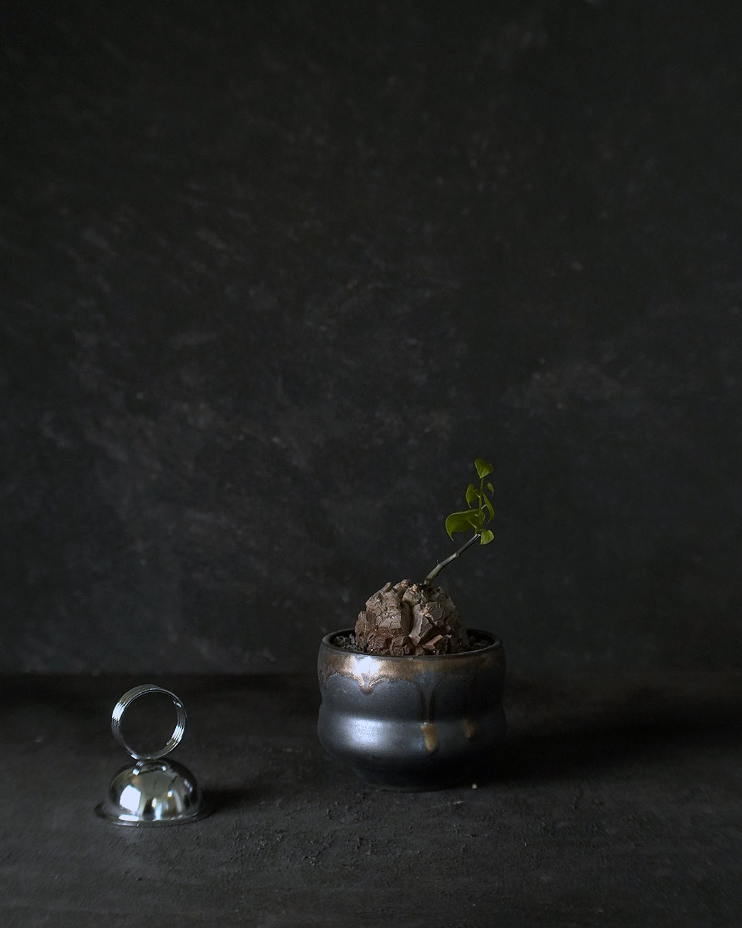 裂縫中的攀爬者  DE017 ｜ 南非龜甲龍 Dioscorea  elephantipes , YANN CHENG