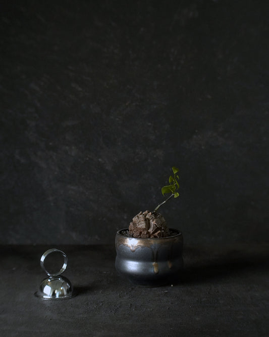 裂縫中的攀爬者  DE017 ｜ 南非龜甲龍 Dioscorea  elephantipes , YANN CHENG