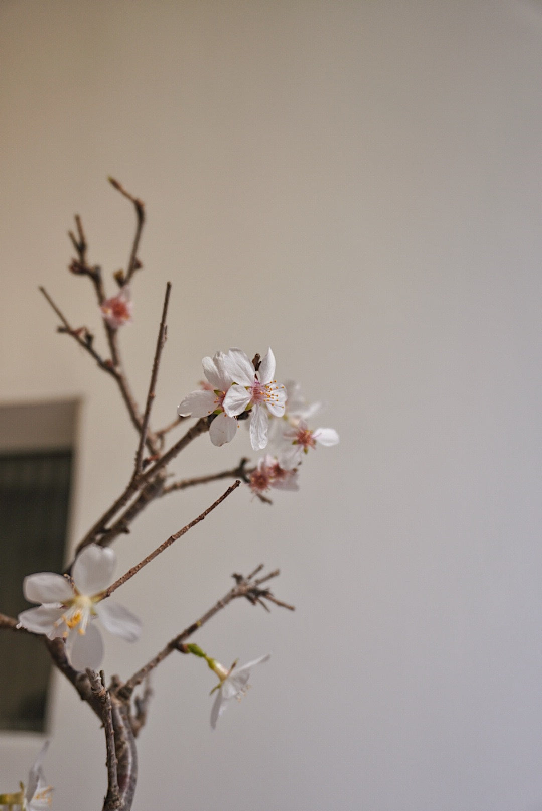 The Sakura Admire 2026: Japanese Sakura Hong Kong - Forest Round Round