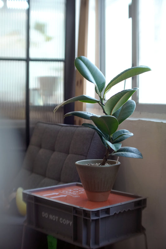 沉穩內斂的植物雕塑 ｜印度橡膠樹 Ficus elastica 'Robusta'
