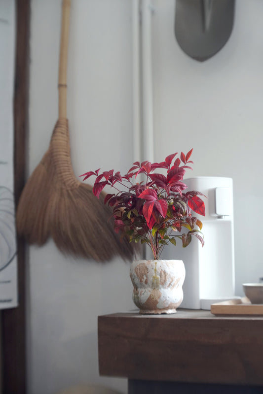 #cnyO2601  |  有助運勢亨通的 南天竹 Sacred bamboo   x 陶藝家 IVAN YUNG