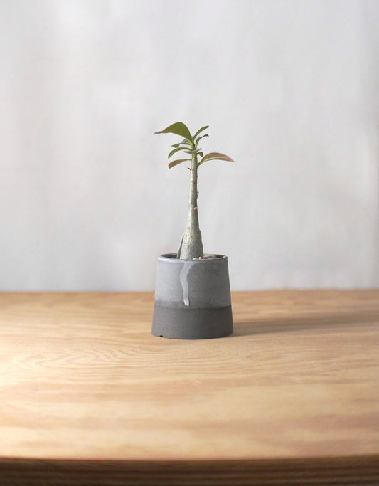 Ladder Pot Series with Adenium obesum 沙漠玫瑰